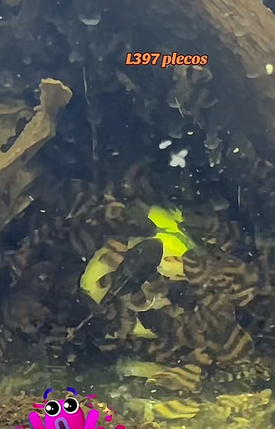 Dwarf Cichlid
